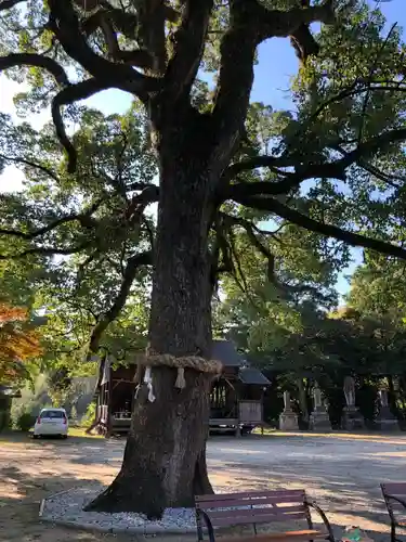福母八幡宮の自然