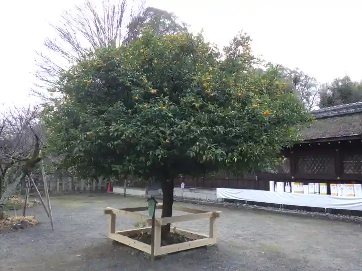 平野神社の自然