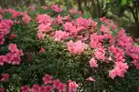 開成山大神宮の庭園