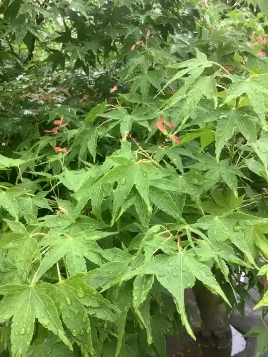 薬師山 林昌寺の自然