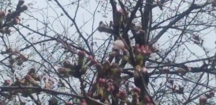 冠稲荷神社(群馬県)