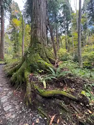 戸隠神社奥社(長野県)