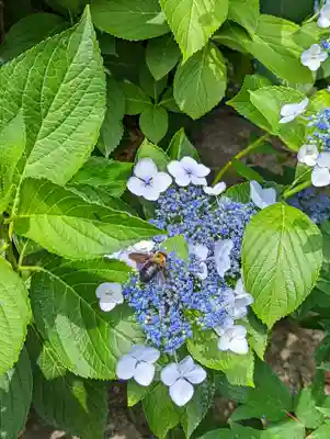 六孫王神社(京都府)