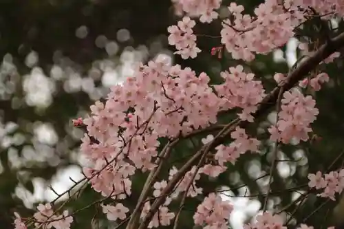 三島八幡神社の庭園