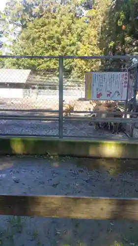 鹿島神宮の動物