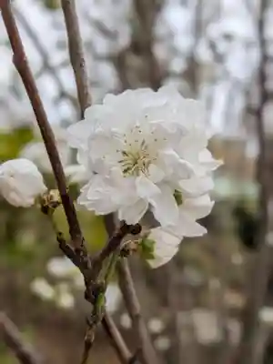 妙法寺(東京都)