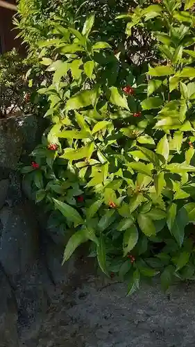 西方山極楽寺の自然