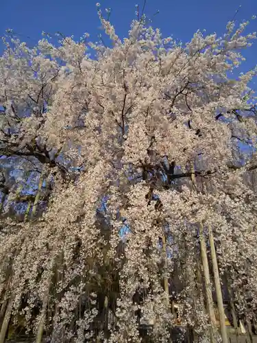 足羽神社の自然