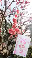桜神宮の御朱印