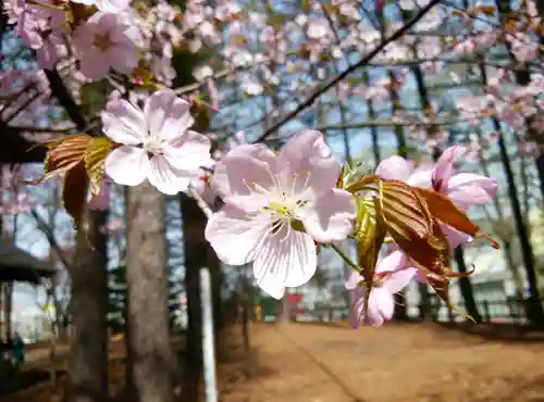 大谷地神社の自然