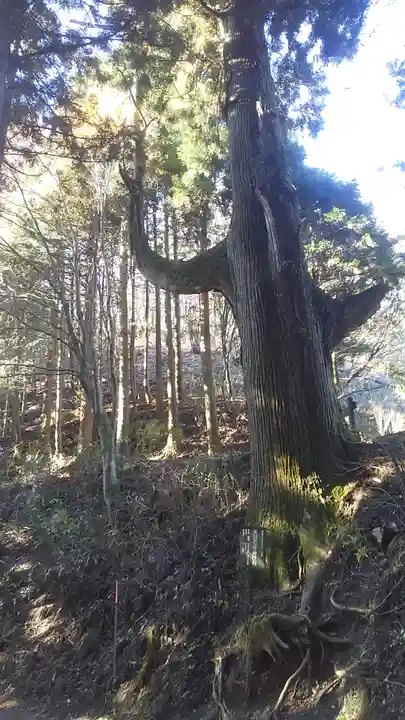 武蔵御嶽神社の自然