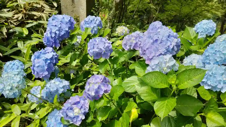 楽法寺(雨引観音)の自然