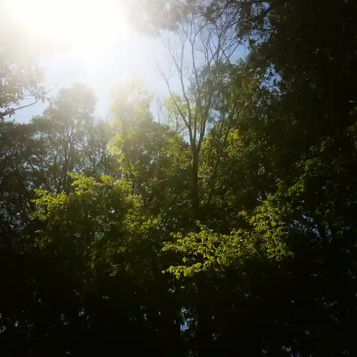 鹿島神宮の自然