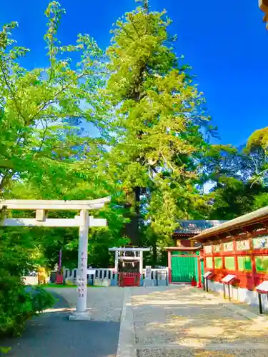 大杉神社の鳥居