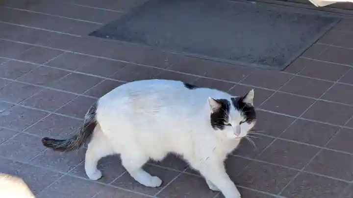 妻沼聖天山歓喜院の動物