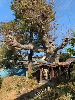 神明神社(千葉県)