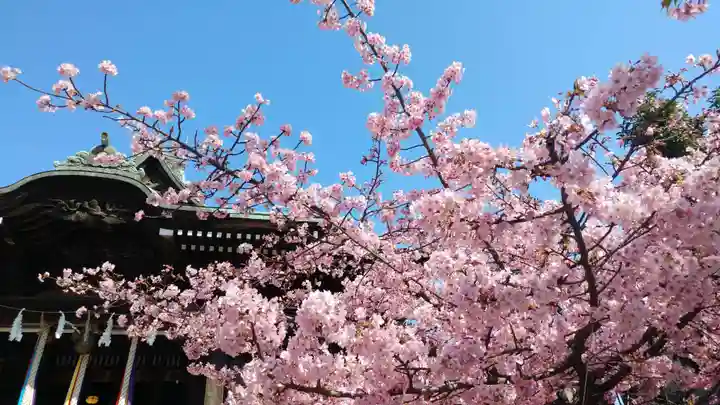 桜神宮の自然