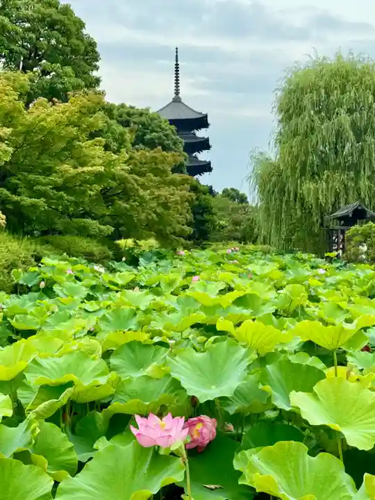東寺(教王護国寺)(京都府)