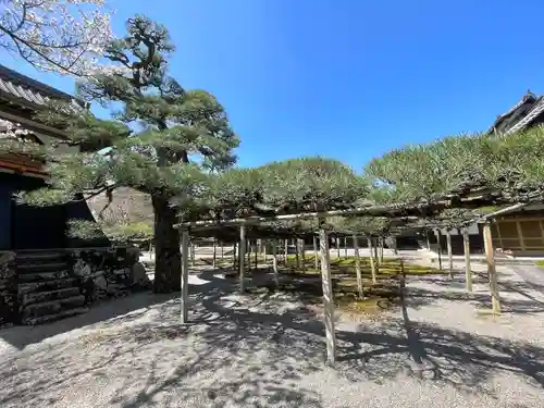 本誓寺(東本誓寺)(滋賀県)