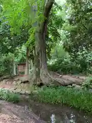 賀茂御祖神社（下鴨神社）の自然