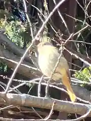 星宮神社の動物