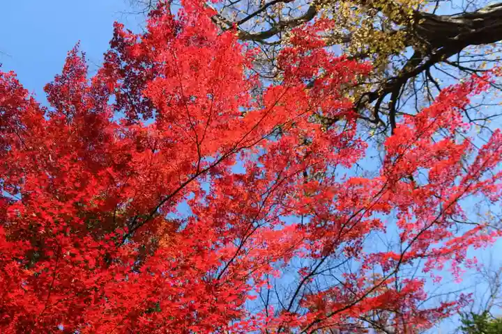 日吉神社の自然