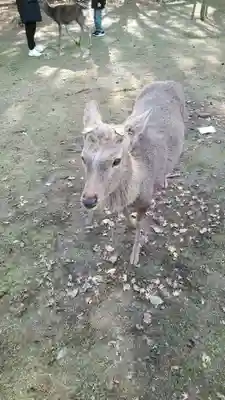 長谷寺(奈良県)