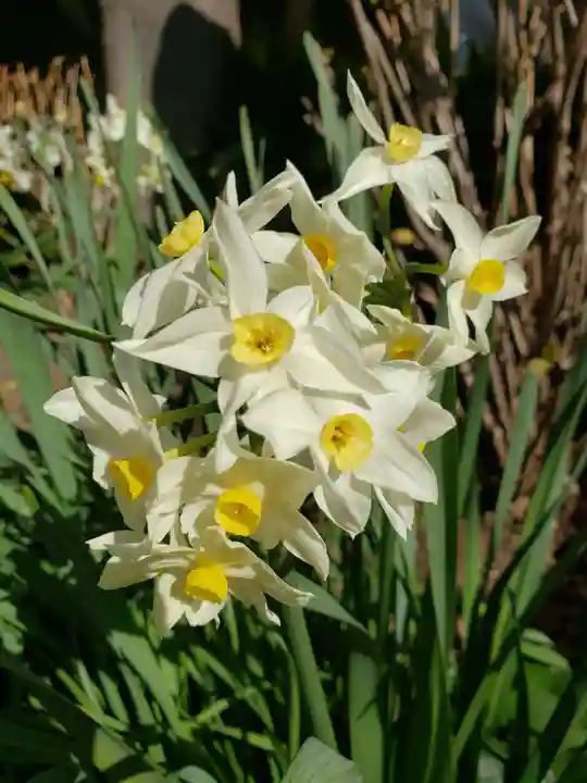 鳩森八幡神社の自然