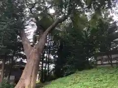 法霊山龗神社の自然