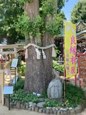 川越八幡宮(埼玉県)
