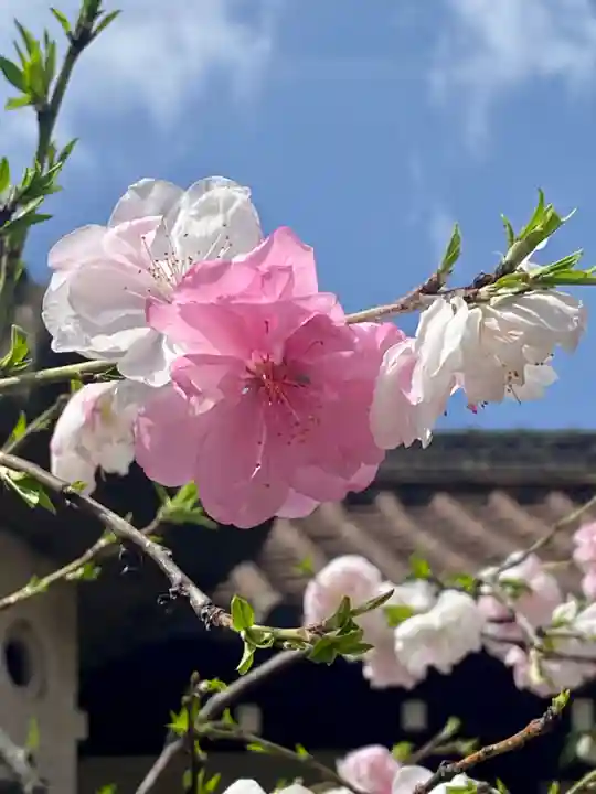 六孫王神社の自然