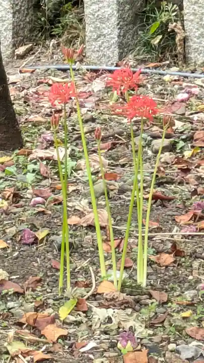 平野神社(京都府)