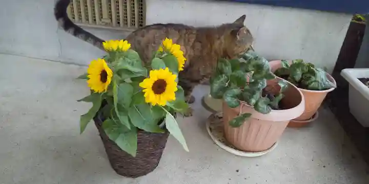 鹿角八坂神社の動物
