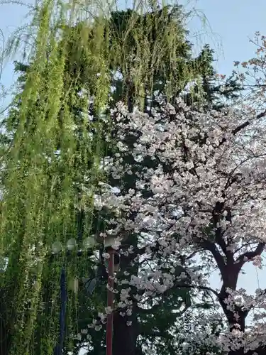 浅草神社(東京都)