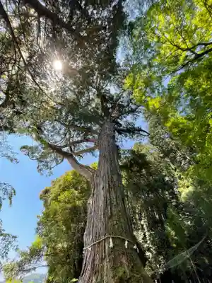 飛龍八幡宮の自然