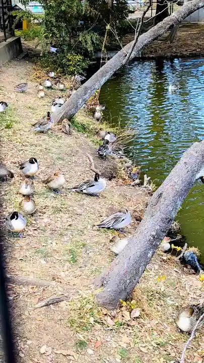 菊田神社の動物