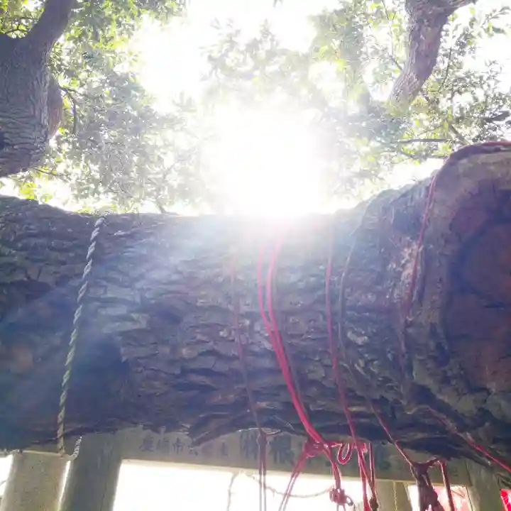 森稲荷大明神の自然