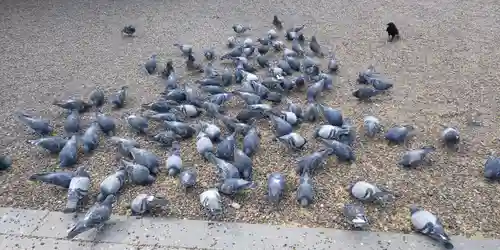 大須観音 （北野山真福寺宝生院）の動物