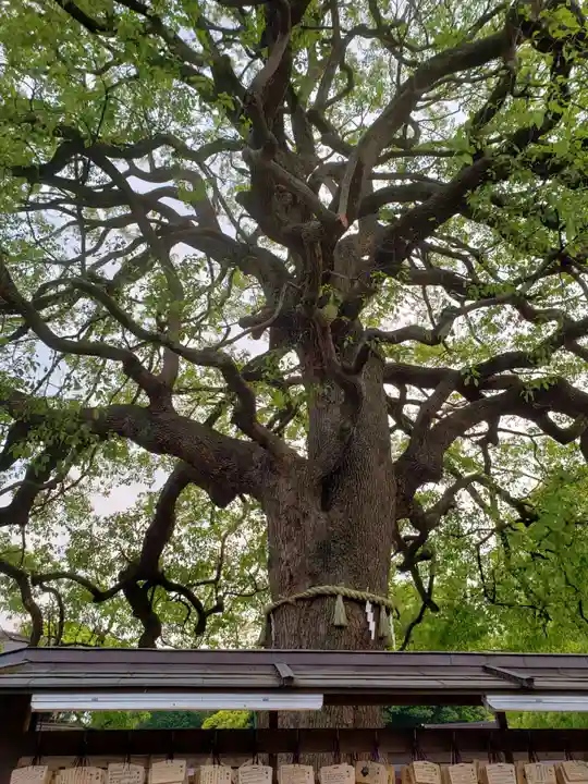 明治神宮(東京都)