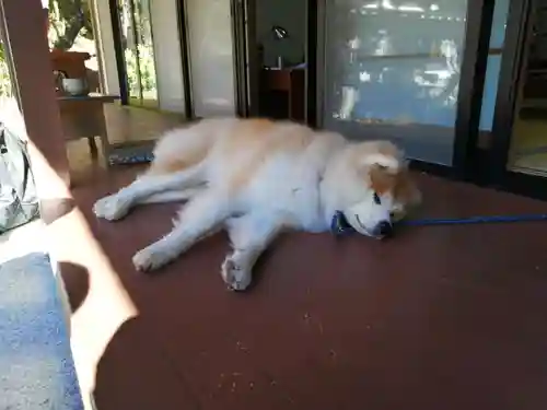 川見薬師寺の動物