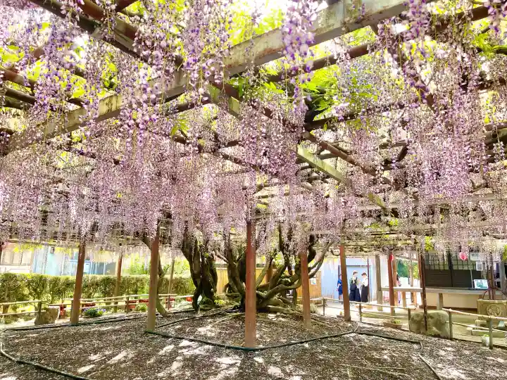 太巌寺(ふじの寺)(三重県)