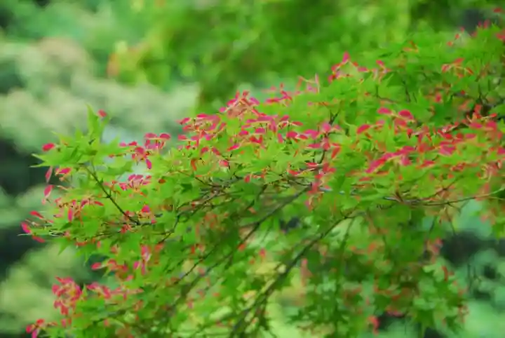 大寧寺(山口県)