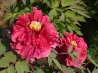 東長谷寺 薬王院の自然