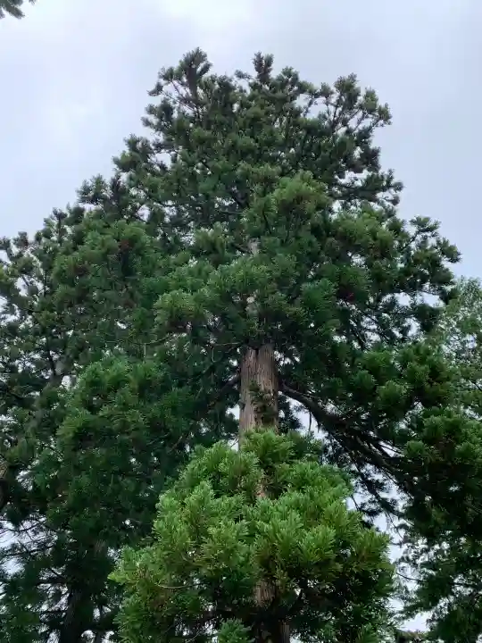 日本芸能神社の{uncategorized: "未分類", other: "その他", undefined: "問題あり", building: "その他建物", grave: "お墓", sacred_gate: "鳥居", guardian: "狛犬", statue: "像", buddha: "仏像", history: "歴史", nature: "自然", garden: "庭園", animal: "動物", pagoda: "塔", temizu: "手水舎", mountain_gate: "山門・神門", sanctuary: "本殿・本堂", subordinate: "末社・摂社", art: "芸術", scenery: "景色", jizo: "地蔵", ema: "絵馬", goshuin: "御朱印", omikuji: "おみくじ", items: "授与品その他", amulet: "お守り", goshuincho: "御朱印帳", eats: "食事", festival: "お祭り", votive_dance: "神楽", shichigosan: "七五三参", wedding: "結婚式", experience: "体験その他", initially: "初詣", around: "周辺", anti_infection: "感染症対策"}