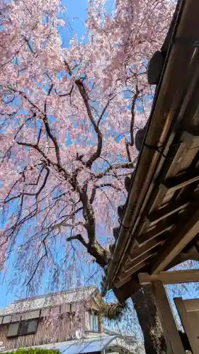 星光院の{uncategorized: "未分類", other: "その他", undefined: "問題あり", building: "その他建物", grave: "お墓", sacred_gate: "鳥居", guardian: "狛犬", statue: "像", buddha: "仏像", history: "歴史", nature: "自然", garden: "庭園", animal: "動物", pagoda: "塔", temizu: "手水舎", mountain_gate: "山門・神門", sanctuary: "本殿・本堂", subordinate: "末社・摂社", art: "芸術", scenery: "景色", jizo: "地蔵", ema: "絵馬", goshuin: "御朱印", omikuji: "おみくじ", items: "授与品その他", amulet: "お守り", goshuincho: "御朱印帳", eats: "食事", festival: "お祭り", votive_dance: "神楽", shichigosan: "七五三参", wedding: "結婚式", experience: "体験その他", initially: "初詣", around: "周辺", anti_infection: "感染症対策"}