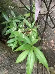 堤治神社の自然