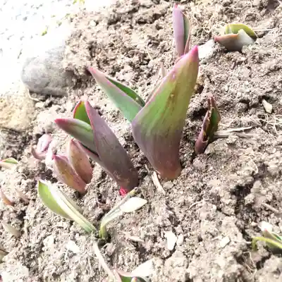 七重浜海津見神社(北海道)