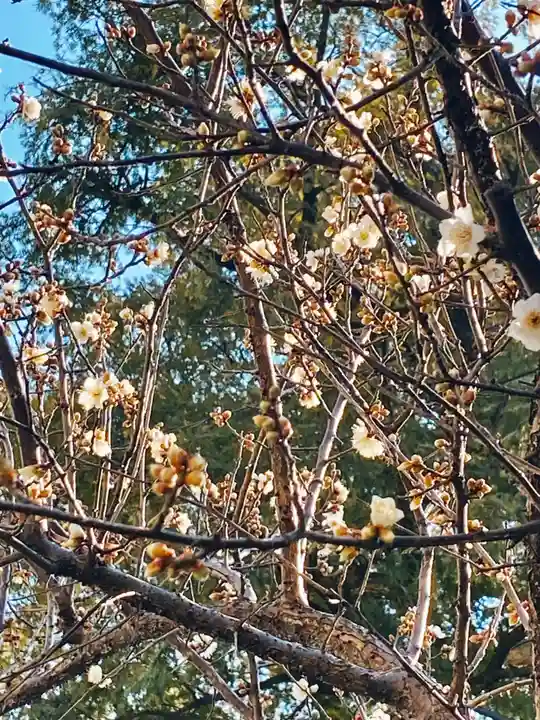 止止呂支比売命神社(大阪府)