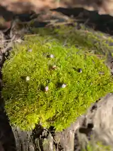 隠津島神社の自然(2021年11月26日(金) 18時57分06秒投稿)