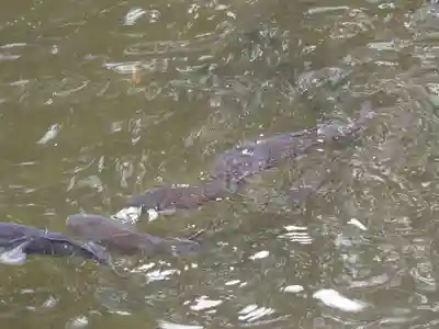 建部大社(滋賀県)